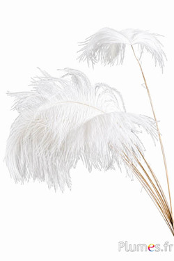 Panicule autruche - 30-40 cm - blanc-crème